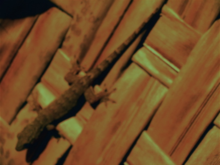 geckoblatte